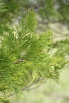 Incense Cedar foliage