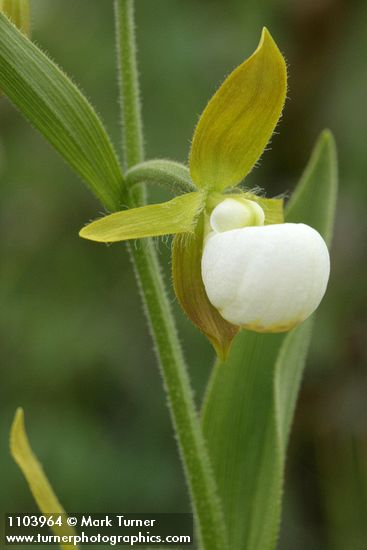 Cypripedium californicum