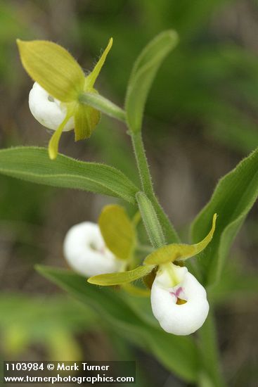 Cypripedium californicum