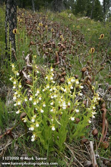 Cypripedium californicum; Darlingtonia californica