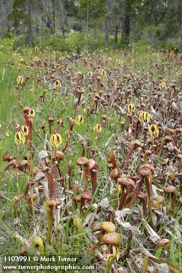 Darlingtonia californica