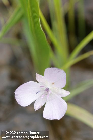 Calochortus uniflorus