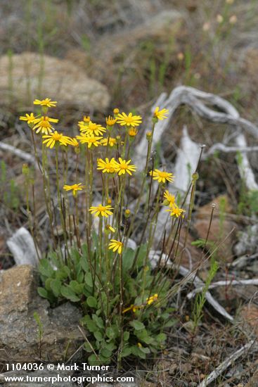 Packera hesperia (Senecio hesperius)