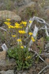Siskiyou Butterweed