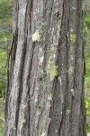 Incense Cedar bark