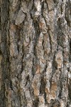 Jeffrey Pine bark