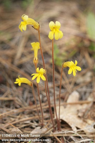 Orobanche uniflora