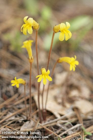 Orobanche uniflora
