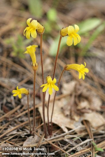 Orobanche uniflora