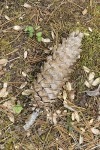 Western White Pine cone & fallen needles