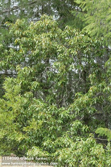 Chrysolepis chrysophylla