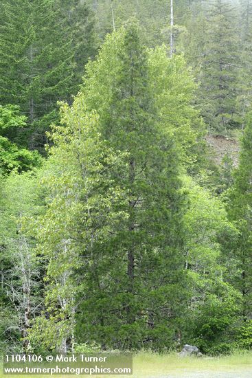 Calocedrus decurrens