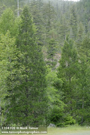 Calocedrus decurrens