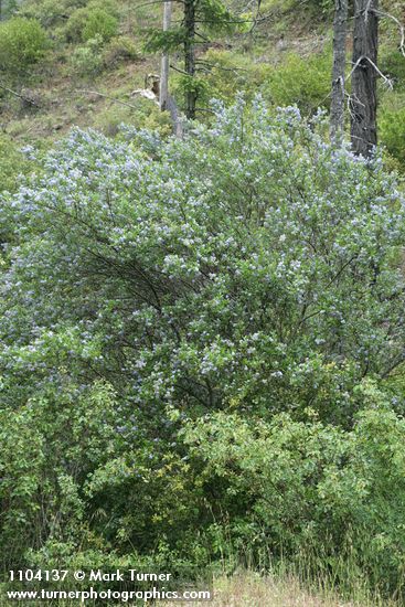 Ceanothus thyrsiflorus