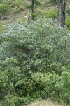 Blueblossom Ceanothus