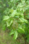 Poison-oak foliage w/ raindrops