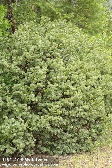 Arctostaphylos canescens