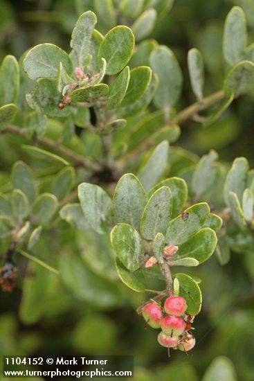 Arctostaphylos canescens