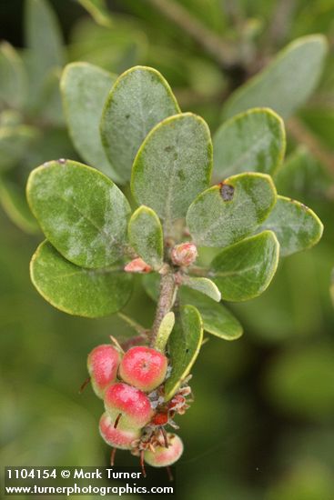 Arctostaphylos canescens