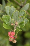 Hoary Manzanita fruit & foliage