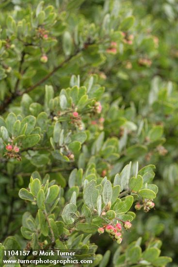 Arctostaphylos canescens