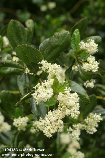 Ceanothus velutinus