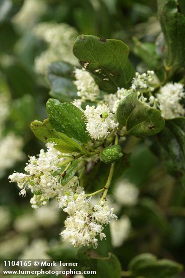 Ceanothus velutinus