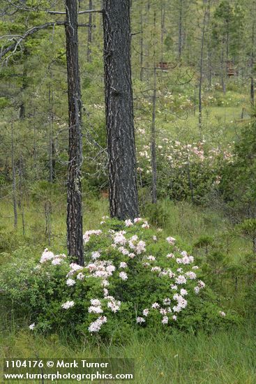 Rhododendron occidentale; Pinus jeffreyi