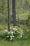 Western Azaleas among Jeffrey Pines