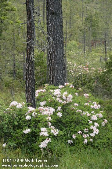 Rhododendron occidentale; Pinus jeffreyi