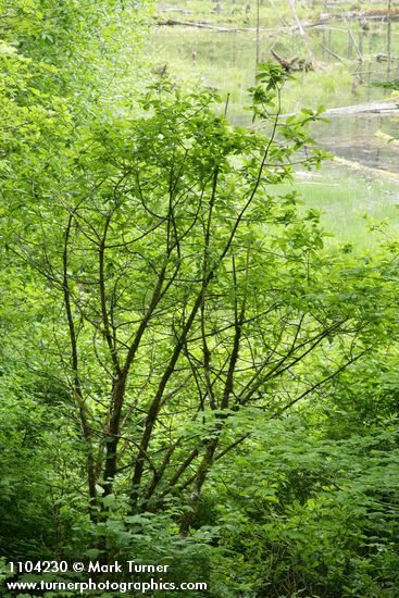 Frangula purshiana (Rhamnus purshiana)