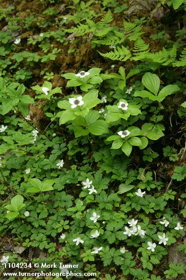Cornus unalaschkensis; Rubus pedatus