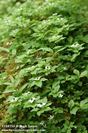 Cornus unalaschkensis