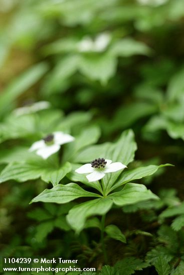 Cornus unalaschkensis