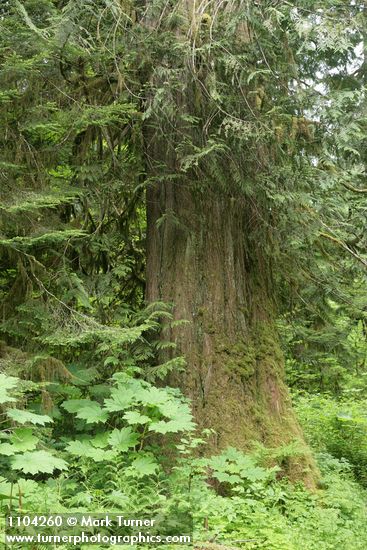 Thuja plicata; Oplopanax horridus