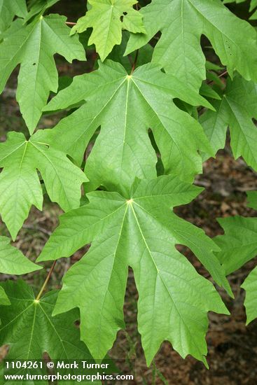 Acer macrophyllum