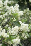 Snowbrush blossoms & foliage