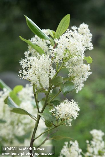 Ceanothus velutinus