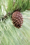 Ponderosa Pine cone