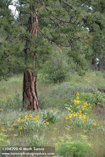 Pinus ponderosa; Balsamorhiza sagittata