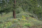 Arrowleaf Balsamroot under Ponderosa Pine