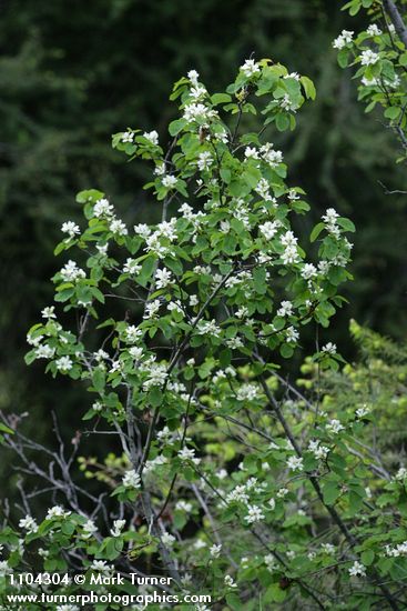 Amelanchier pumila