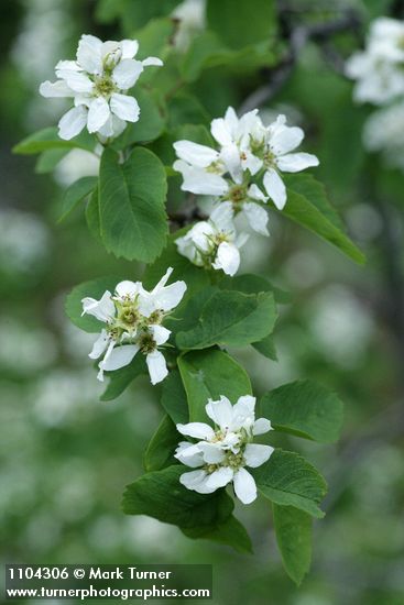 Amelanchier pumila