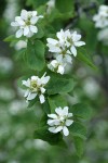 Dwarf Serviceberry blossoms & foliage