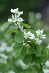 Dwarf Serviceberry blossoms & foliage