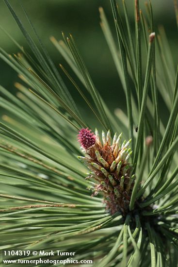 Pinus ponderosa