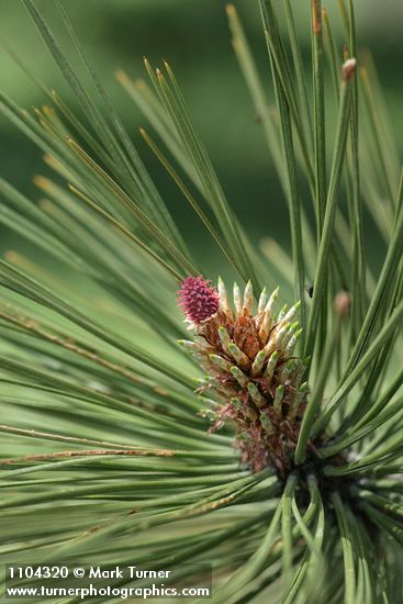 Pinus ponderosa