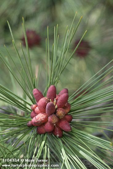 Pinus ponderosa