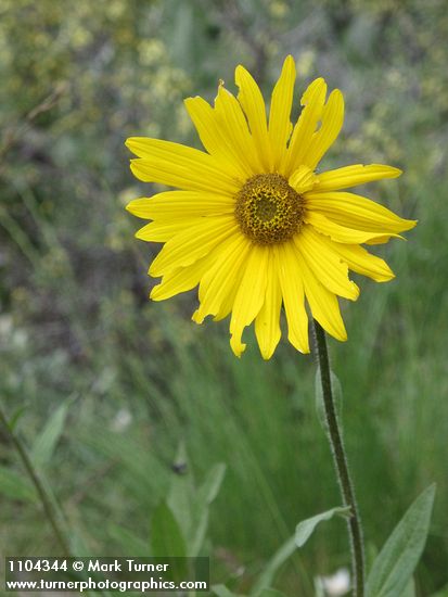 Helianthella uniflora