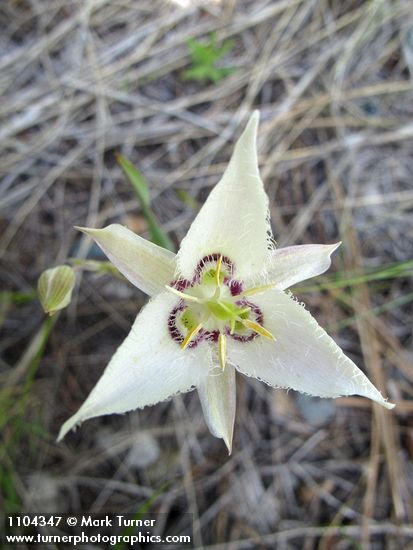Calochortus lyallii